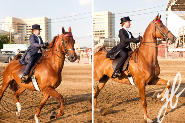 HORSE C-R-A-Z-Y! | DAYTON HORSE SHOW