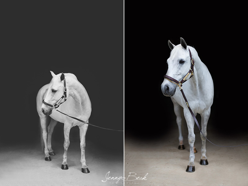 johnstown ohio equine photographer - white horse with black background